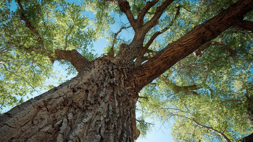 The trunk and canopy of a tree viewed from the ground
