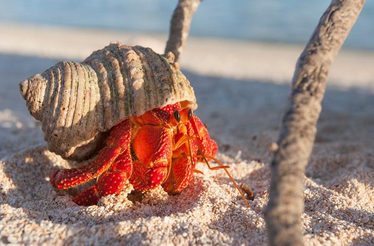 A red hermit crab wearing a tan spiral shell walks along a sandy beach