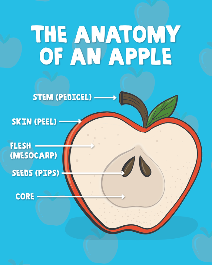 An apple cross section in front of a blue background with arrows and labels pointing to the various parts of the apple