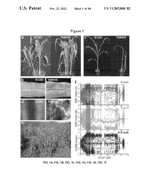 U.S. Patent No. 11,505,804