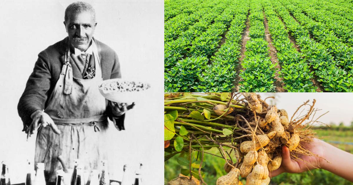 How George Washington Carver Revolutionized Agriculture | National